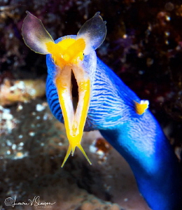 Male adult ribbon eel/Photographed with a Canon 60 mm mac... by Laurie Slawson 